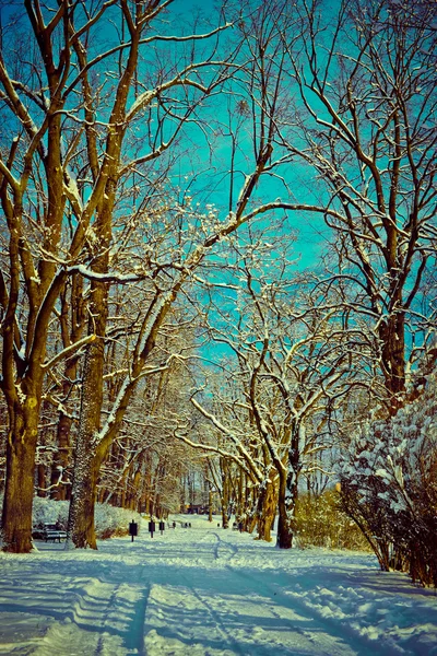 Hermoso parque en invierno — Foto de Stock
