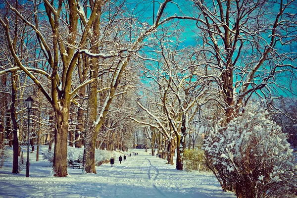 Belo parque no inverno — Fotografia de Stock