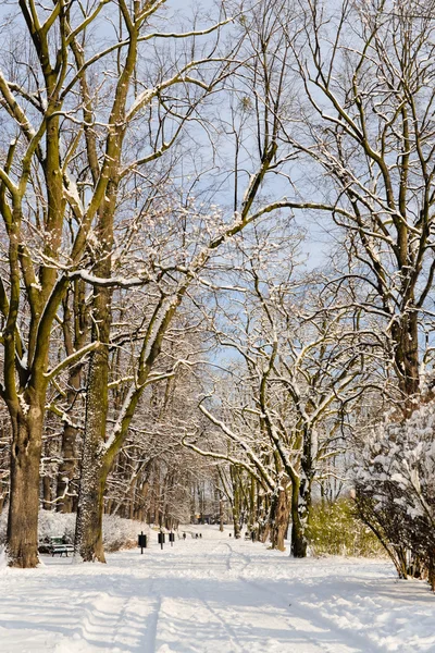 Bellissimo parco in inverno — Foto Stock