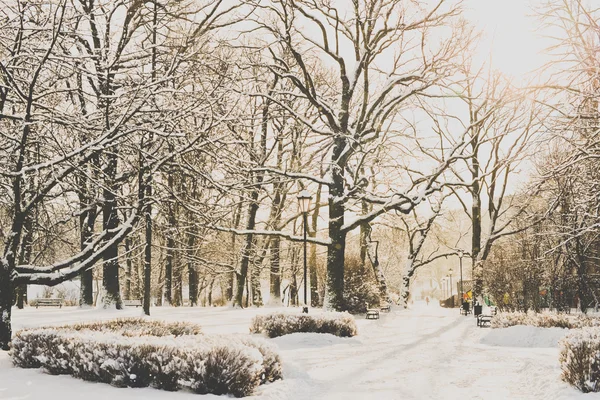 Schöner Park im Winter lizenzfreie Stockbilder