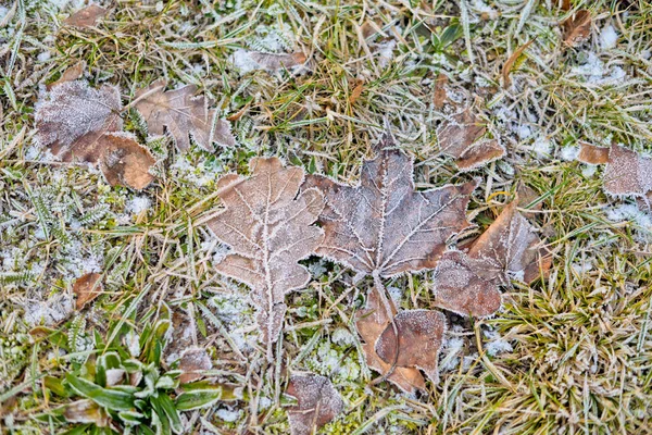Ξηρά φύλλα που καλύπτονται από πρόωρο παγετό — Φωτογραφία Αρχείου