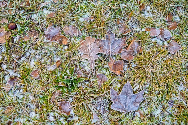 Trockene Blätter, die von einem frühen Frost bedeckt sind — Stockfoto