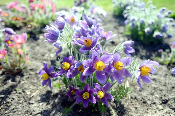 Windflowers Spring Garden — Stock Photo, Image