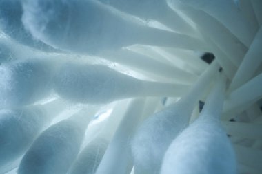 Pamuk tomurcuklarının arkaplanı, hafif arkaplanda makro çerçeve