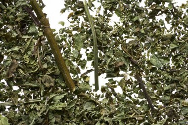 Beyaz arka planda seçkin yeşil çay serpintisi