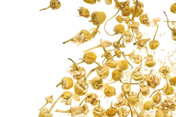 Dry flowers of a pharmaceutical chamomile are scattered on a white background