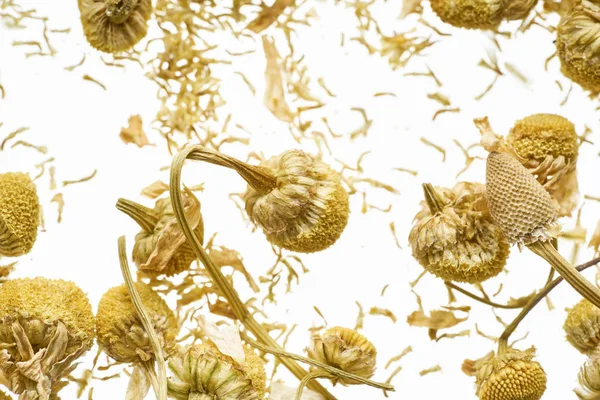Dry Flowers Pharmaceutical Chamomile Scattered White Background — Stock Photo, Image