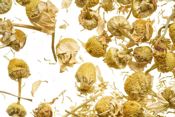 Dry flowers of a pharmaceutical chamomile are scattered on a white background