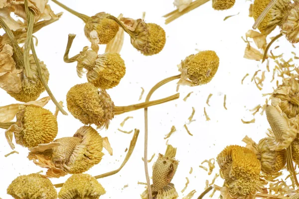 Dry flowers of a pharmaceutical chamomile are scattered on a white background