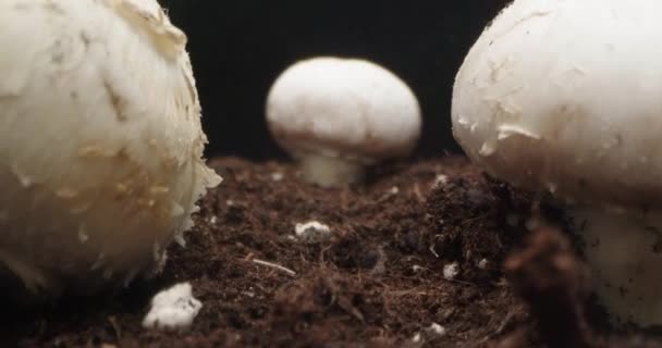 Passagem Câmera Sobre Cogumelos Champignon Que Crescem Solo — Vídeo de Stock