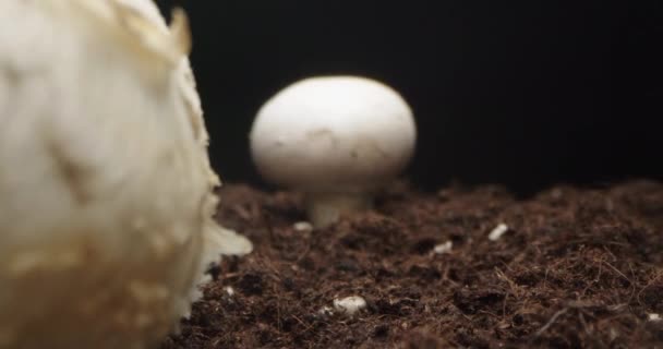 Kamera Melewati Champignon Jamur Yang Tumbuh Dari Tanah — Stok Video
