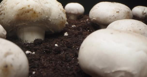 在生长于土壤中的香菇上的摄像通道 — 图库视频影像