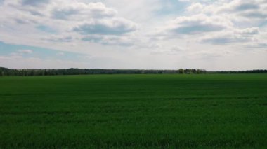 Güneşli bir günde mavi gökyüzünün altında yeşil çayır üzerinde uçar.