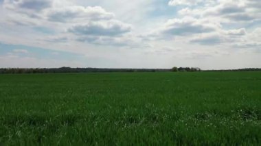 Güneşli bir günde mavi gökyüzünün altında yeşil çayır üzerinde uçar.