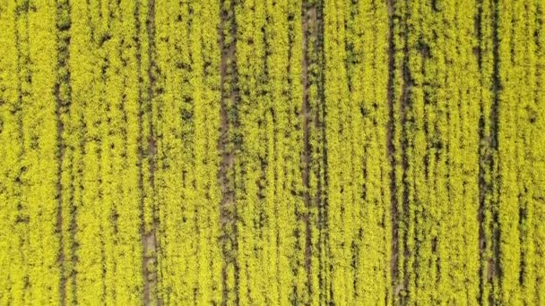 Χωράφι Κίτρινα Άνθη Ελαιοκράμβης — Αρχείο Βίντεο