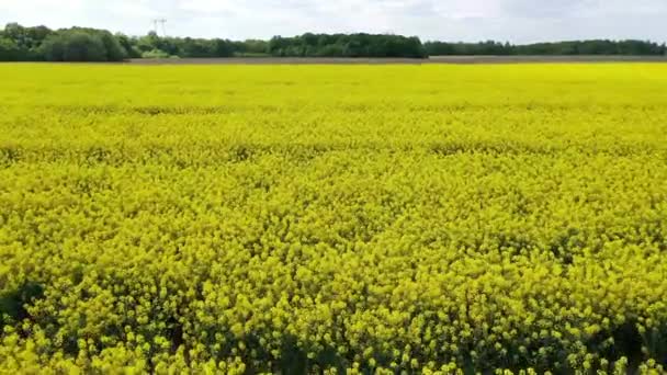 Campo Fiori Colza Gialli — Video Stock