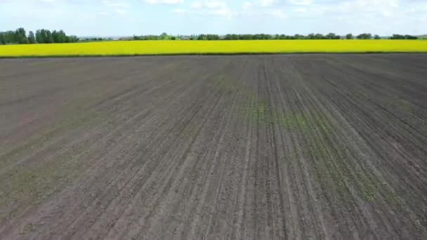 Campo Flores Colza Amarelas — Vídeo de Stock