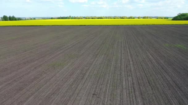 Campo Flores Colza Amarelas — Vídeo de Stock