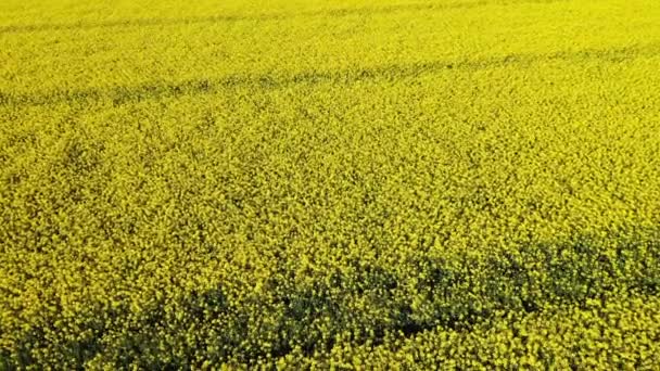 Field Yellow Rapeseed Flowers — Stock Video