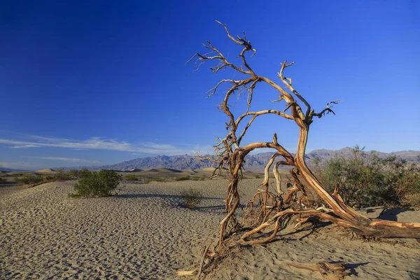 Dead tree in the dunes of Death Valley, California — Stock Photo, Image
