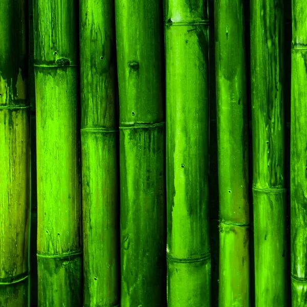 Fondo de corteza de bambú — Foto de Stock