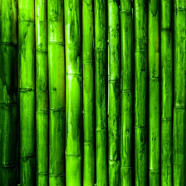 Bambu arka plan yeşil — Stok fotoğraf