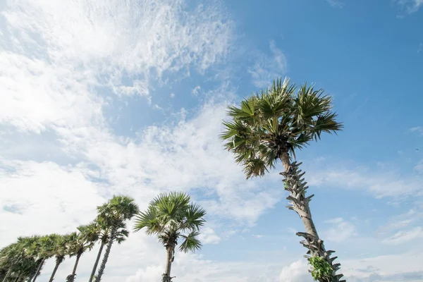 Palmeras tropicales y cielo nublado —  Fotos de Stock