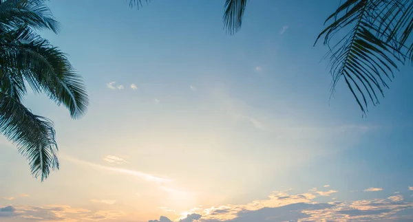 Tropiska sunrise under palmer — Stockfoto