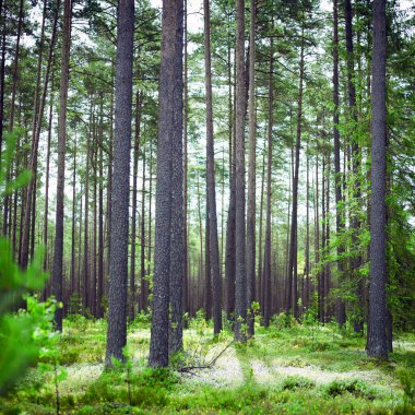 Ekoloji yaz güzel arka plan