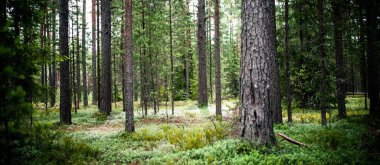 Ekoloji arka plan vahşi