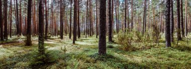 Ormandaki vahşi ağaçlar