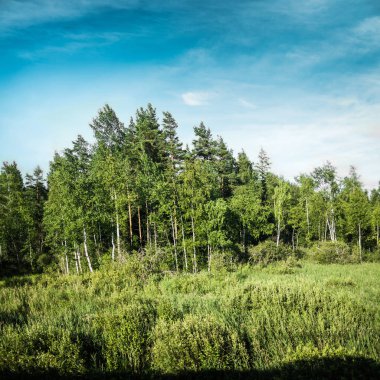 Yaz güzel orman ve alan