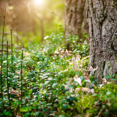 Bitkiler bokeh temizleyin