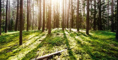 Vahşi orman manzarası