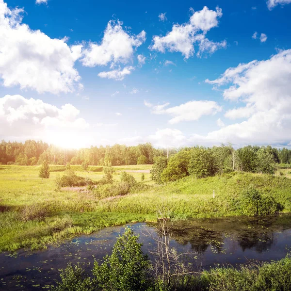 Estate bella foresta e campo — Foto Stock