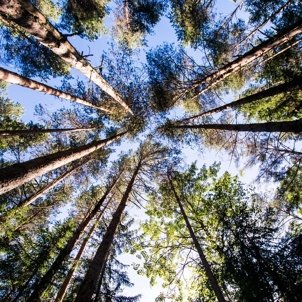 Üstten görünüm orman gökyüzü