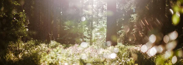 Forest blur light sun rays — Stock Photo, Image