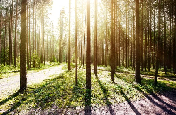 Estrada na floresta — Fotografia de Stock