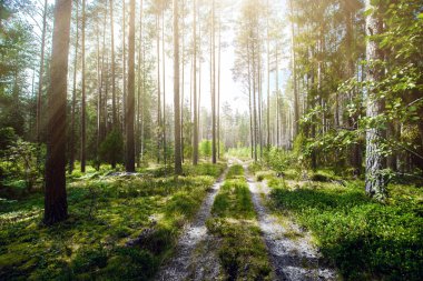Yaz ormanlarında yol