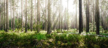 Ormandaki vahşi ağaçlar