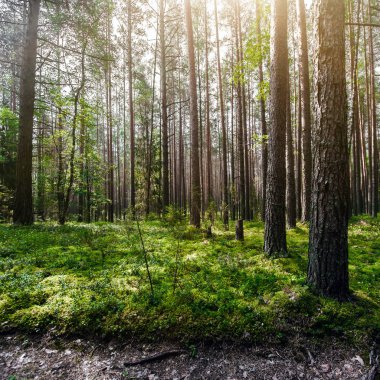 Vahşi orman manzarası