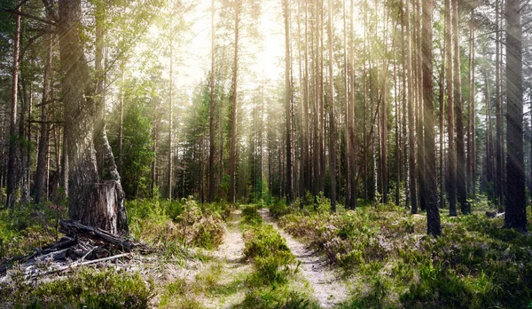 Forest. Ecology summer green — Stock Photo, Image