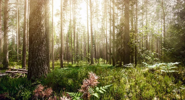 Árboles silvestres en el bosque — Foto de Stock