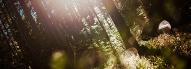 Orman bulanıklık ışık güneş ışınları