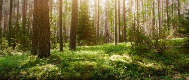 Vahşi orman manzarası