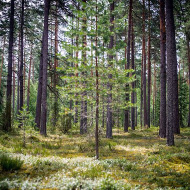 Ekoloji yaz güzel arka plan