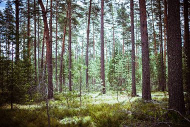 Vahşi orman manzarası