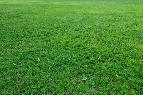 Gras natürliche Landschaft Textur — Stockfoto