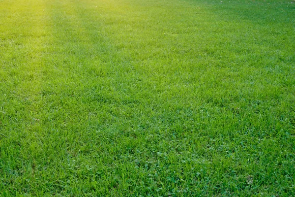 Grünes Gras Wiese Natur Hintergrund — Stockfoto