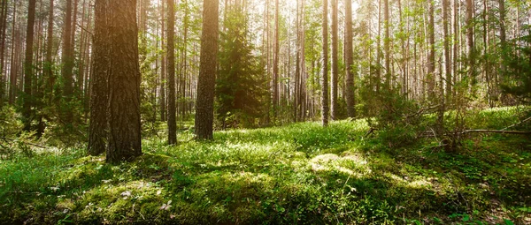 Panorama dzikiego lasu — Zdjęcie stockowe